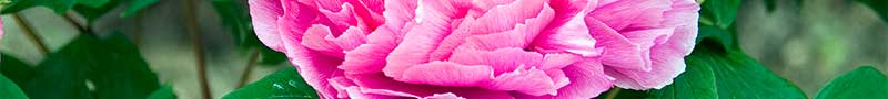 濃いピンク色が鮮やかな冬牡丹の写真-4